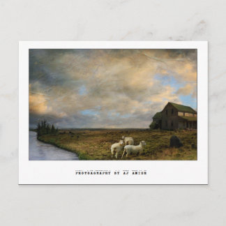 Carte Postale L'abattage -