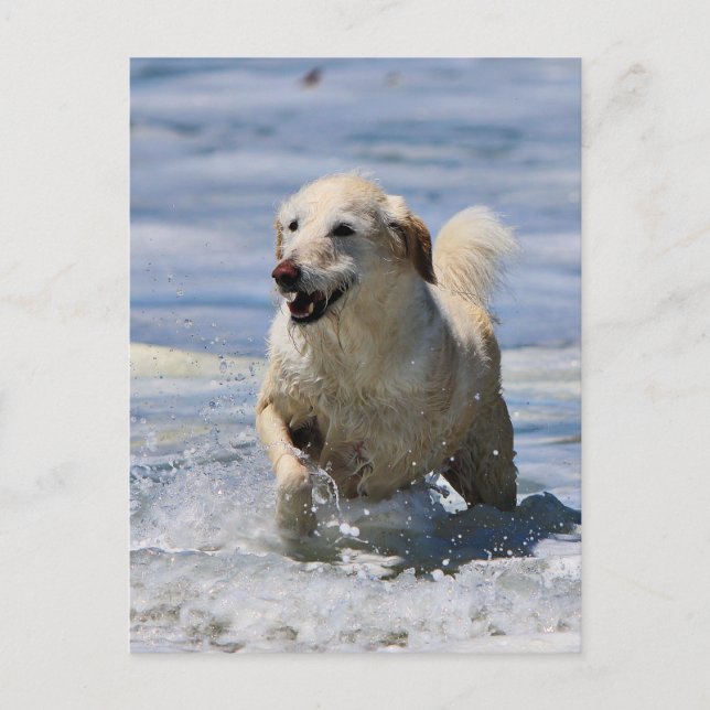 Carte Postale Labradoodle - Izzy (Devant)