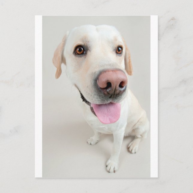 Carte Postale labrador (Devant)