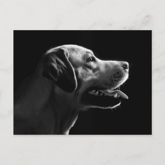 Carte Postale labrador