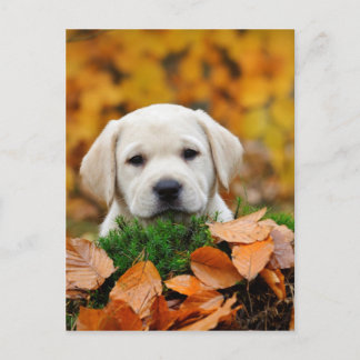 Carte Postale Labrador automnal