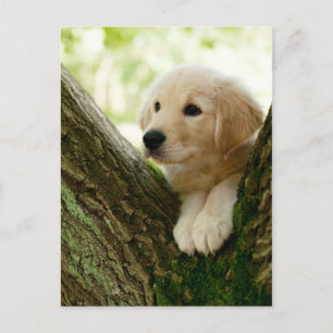 Carte Postale Labrador Chiot Assis Dans Un Cadre De Bois