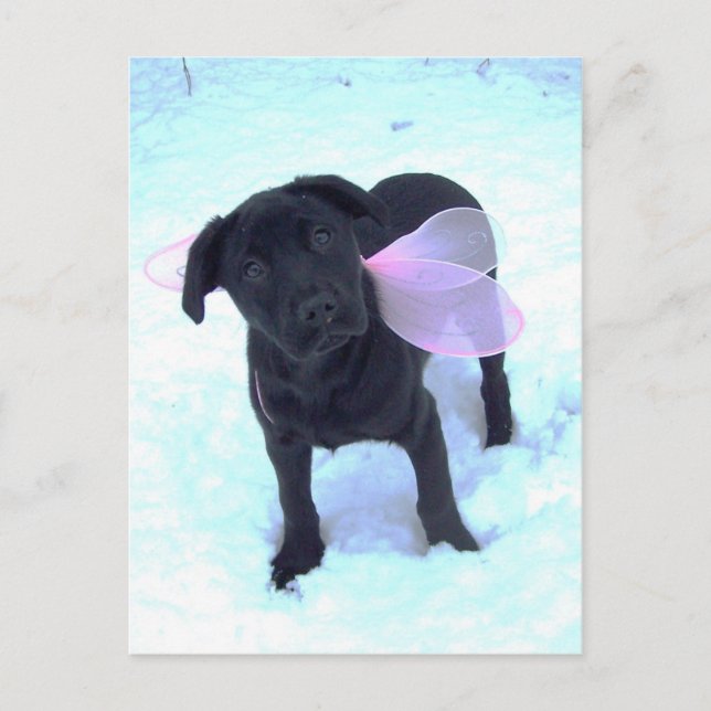 Carte postale Labrador Fairy Neige (Devant)