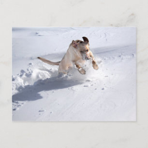 Carte Postale Labrador jaune dans la neige
