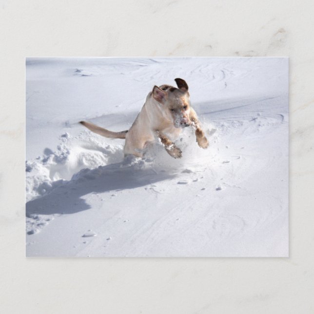 Carte Postale Labrador jaune dans la neige (Devant)