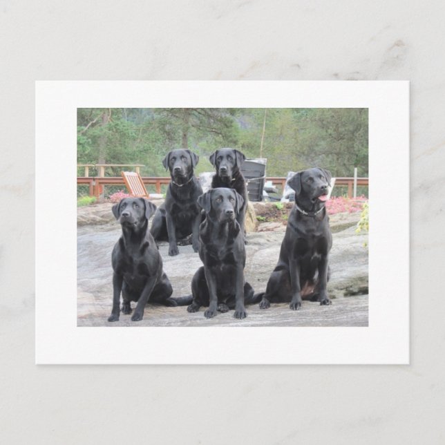 Carte Postale Labradors en Norvège (Devant)