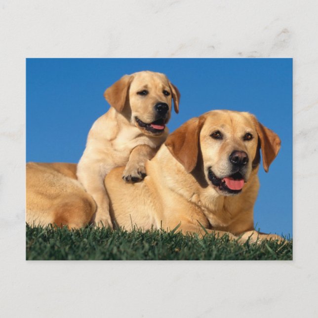 Carte Postale Labradors Jaunes (Devant)