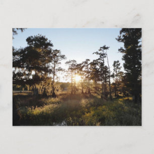 Carte Postale Lac Cypress