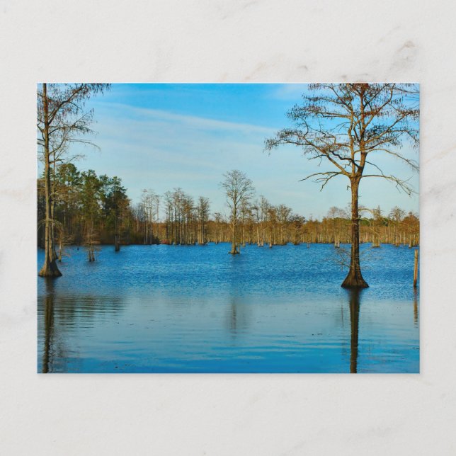 Carte Postale Lac Cypress (Devant)