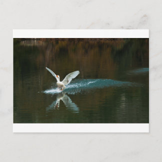 Carte Postale lac de cygne