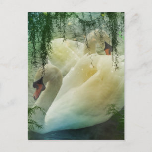 Carte Postale Lac romantique Natation Cygnes blancs