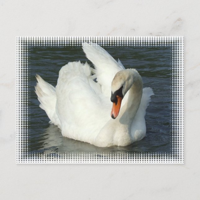 Carte Postale Lac Swan (Devant)