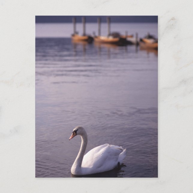 Carte Postale Lac Windermere (Devant)