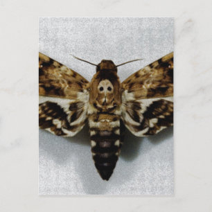 Carte Postale Lachèse de l'Acherontia de la tête de mort