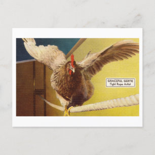 Carte Postale L'Acrobat de poulet marche une corde serrée Oddity