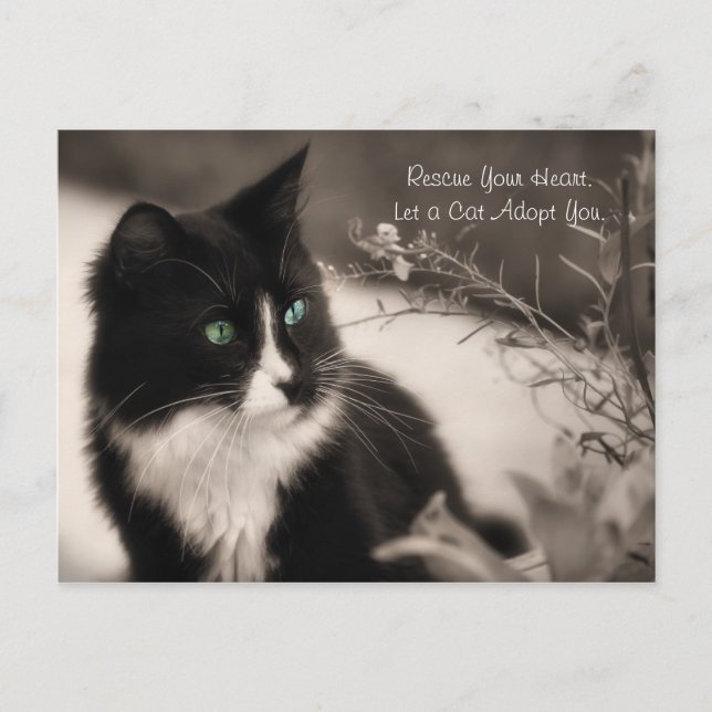 Carte Postale L'Adoption Des Animaux Secourt Votre Coeur Et Adop (Devant)