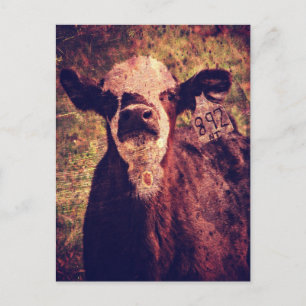 Carte Postale L'adorable Calf
