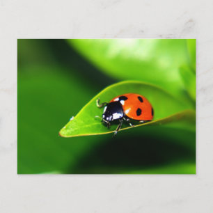 Carte Postale Lady Bug on A Leaf