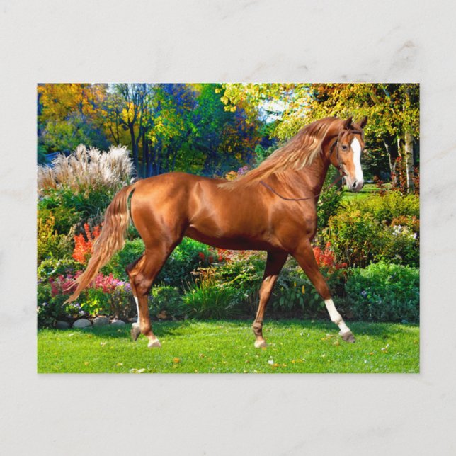 Carte Postale "Lady Jane" (Devant)