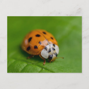 Carte Postale Ladybird