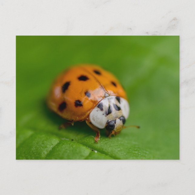 Carte Postale Ladybird (Devant)