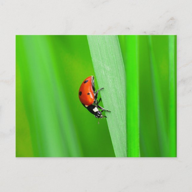 Carte Postale Ladybird (Devant)