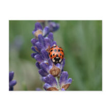 Ladybird aime la lavande