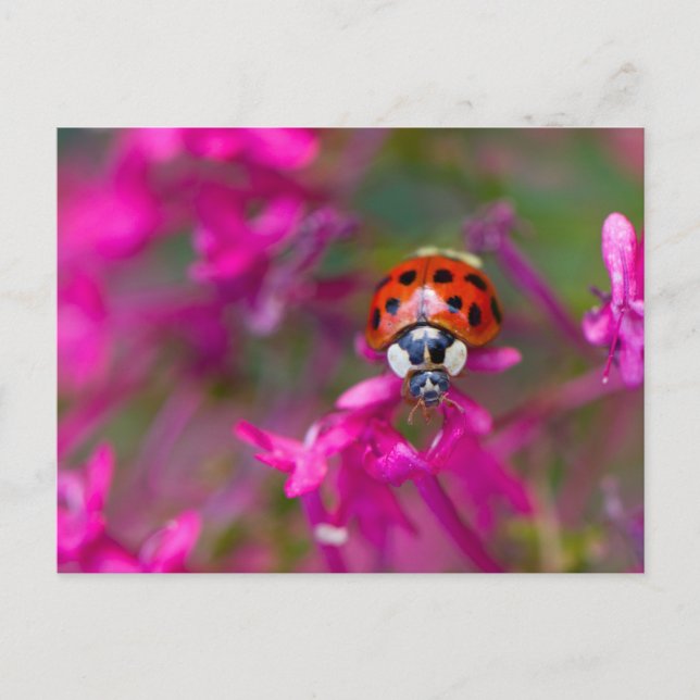 Carte Postale Ladybird rouge noire sur les fleurs roses (Devant)