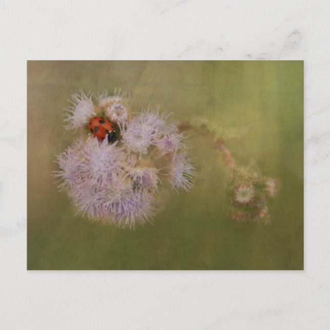 Carte Postale Ladybird sur Dandelion pourpre (Devant)