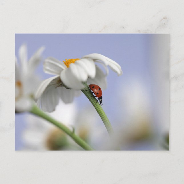Carte Postale Ladybird sur la fleur (Devant)