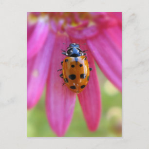 Carte postale Ladybug