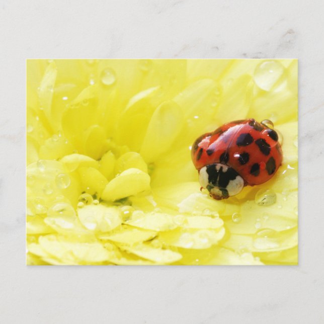 Carte Postale Ladybug (Devant)