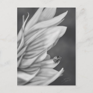 Carte Postale Ladybug