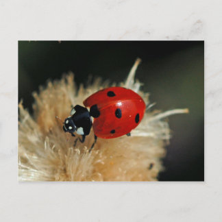 Carte postale Ladybug