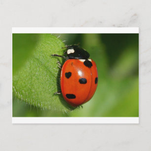 Carte Postale Ladybug