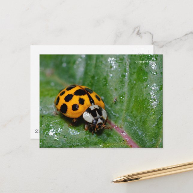 Carte Postale Ladybug jaune à 18 points sur la feuille collante (Devant/Arrière en situation)