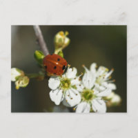 Ladybug - Ladybird Postcard - Ladybug On Hawthorn