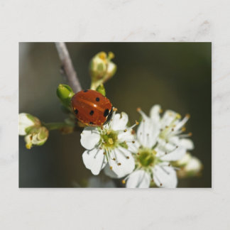 Carte Postale Ladybug - Ladybird Postcard - Ladybug On Hawthorn