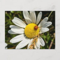 Ladybug sur Daisy