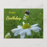 Ladybug sur Daisy Flower Happy Birthday Postcard