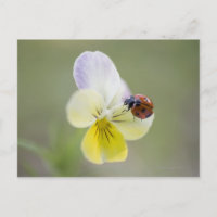 Ladybug sur Pansy | Biei, Hokkaido, Japon