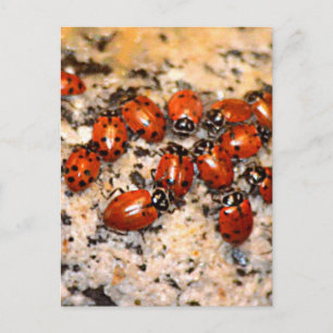 Carte Postale Ladybugs