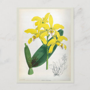 Carte Postale Laelia Xanthina Orchidée Vintage jaune Lindenia