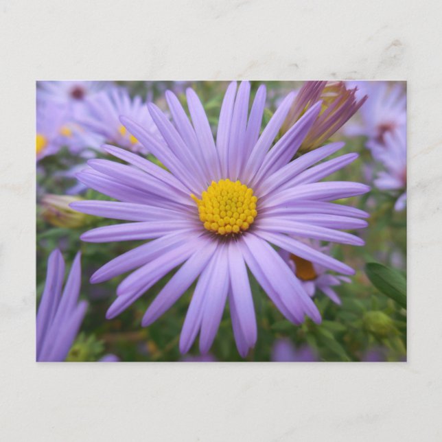 Carte Postale L'affiche de New York "Magic Purple" à l'automne (Devant)