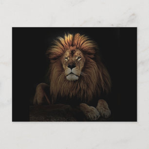 Carte Postale L'Afrique du Lion Fière d'Or