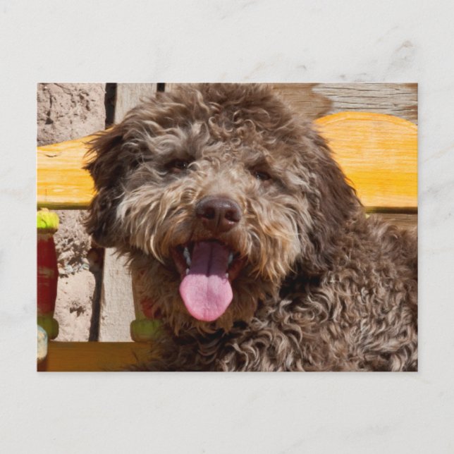 Carte Postale Lagotto Romagnolo Allongé Sur Un Banc En Bois (Devant)