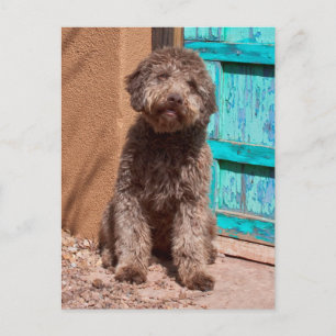 Carte Postale Lagotto Romagnolo Waiting By A Blue Door