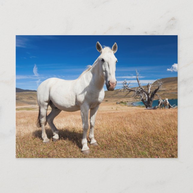 Carte Postale Laguna Azul, paysage avec chevaux (Devant)