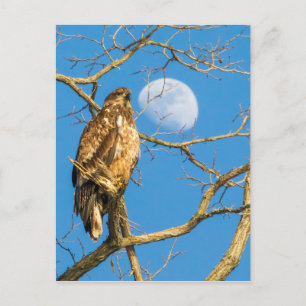 Carte Postale L'aigle à tête blanche juvénile et la lune
