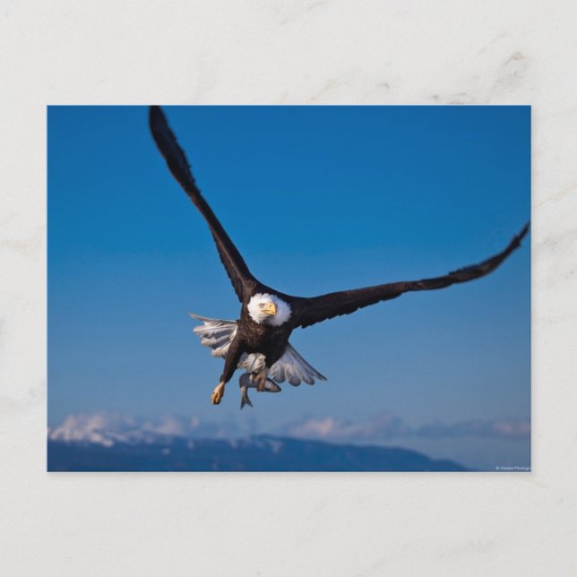 Carte Postale L'aigle américain des chauves-souris (Devant)